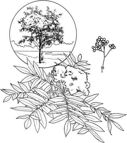 American Mountain Ash Coloring Page